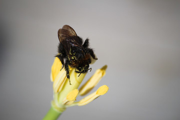 Honey bee - UK 