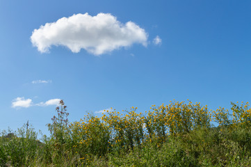 Obraz premium Sicilian Landscape with Wild Daisy in Bloom, Catanissetta, Italy, Europe