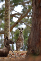 Obraz premium kangaroo
