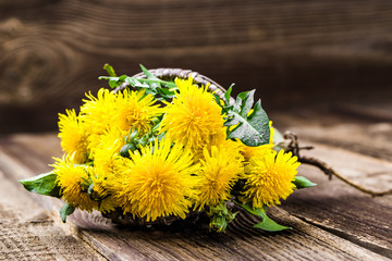 Fresh dandelion flowers, medicinal plant or herbs harvest
