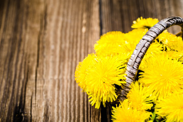 Naklejka premium Bouquet of dandelion flowers, yellow wildflowers on wooden background