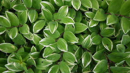 Naklejka na ściany i meble It is refreshing in the background of green leaves