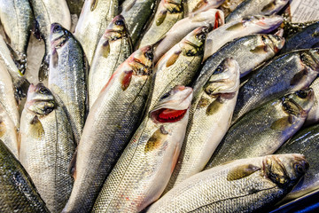 Fototapeta premium italian fish market