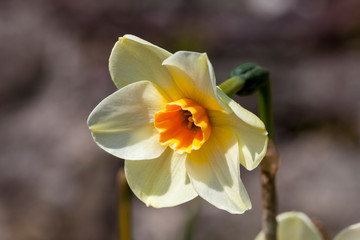 Obraz premium Daffodil (narcissus) growing outdoors in the spring season