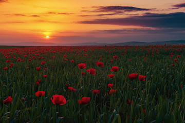 Fototapeta na wymiar Field with blooming red poppies at sunset time
