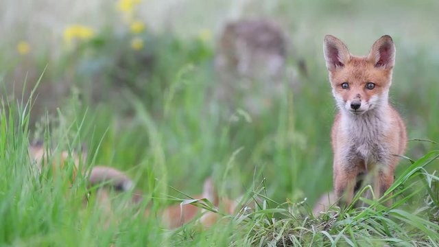 Red fox cub stands in the grass and looks at the camera. Vulpes