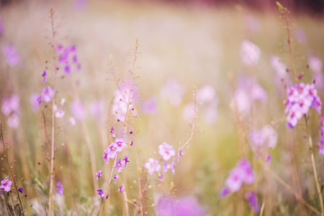 Gentle meadow lilac flowers of wild orchids. Soft delicate colors of spring flowers.