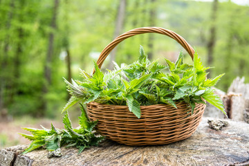 Fototapeta na wymiar Basket of fresh herbs - leaves of nettle harvested in the forest