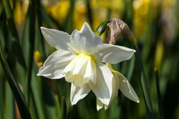 Daffodil (narcissus) 'Thalia' growing outdoors in the spring season