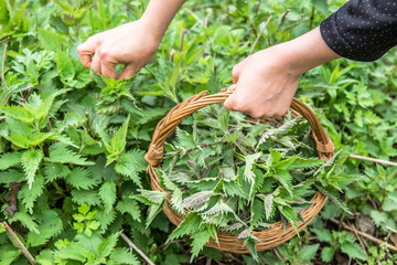 Growing nettles - harvest. Farmer holding basket with young green nettle plant. Spring season of harvesting herbs.