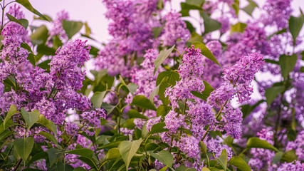 Fototapeta premium Twigs of a blossoming lilac close up. Clusters of fragrant lilac in the light of the setting sun
