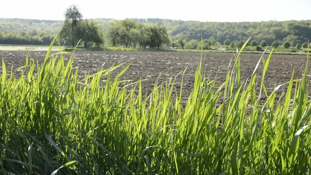 Grashalme am Feldrand im Wind im Fr&uuml;hling
