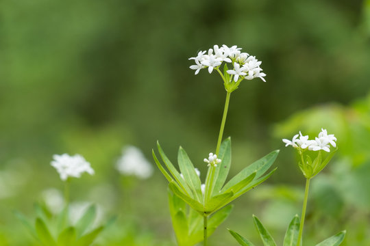Bl&uuml;hender Waldmeister (Galium odoratum)