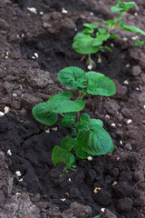 sapling on the ground sprinkled with water