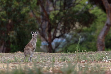 kangaroo