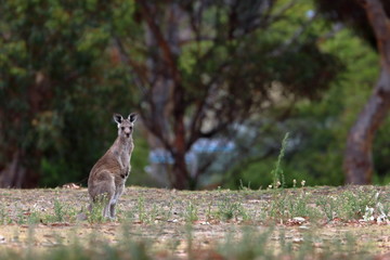 kangaroo