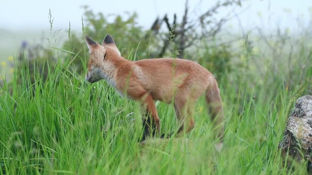 Red fox cubs stands on a stone and jumps into the grass. Vulpes
