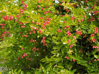 Beautiful Karanda, Carunda, Christ's Thom, Scientific name Carissa carandas Linn., organic healthy red fruit blossom on tree with green leaves background.