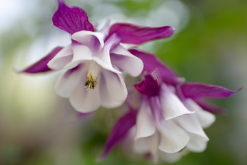 White and pink flower