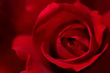 赤い薔薇の呼吸