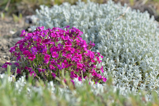 colorful pink aubrieta flowers blooming in a flower bed in a garden