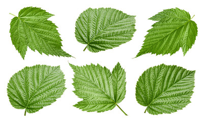 Raspberry leaf isolated