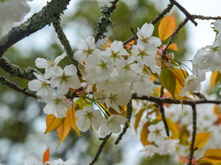 Cherry trees and flowers in Nara Park