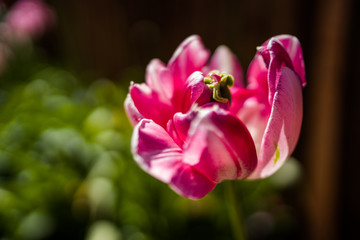 Naklejka premium Colourful Spring Flowers