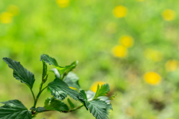  Beautiful green background with grass and leaves of trees