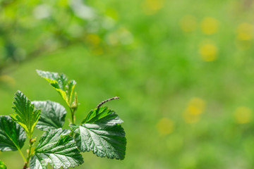  Beautiful green background with grass and leaves of trees