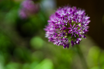 Colourful Spring Flowers