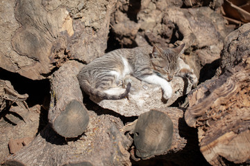 Gato durmiendo entre la leña