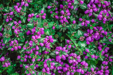  Purple flower buds on the flowerbed.