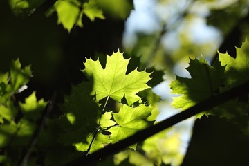 Spring maple leaves on a twig in the forest