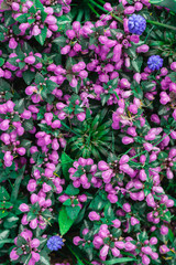  Purple flower buds on the flowerbed.
