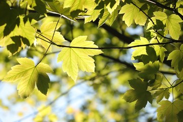 Sycamore maple leaves in the forest