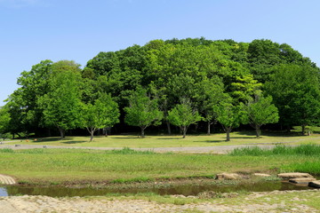 Fototapeta na wymiar 新緑の21世紀の森と広場風景