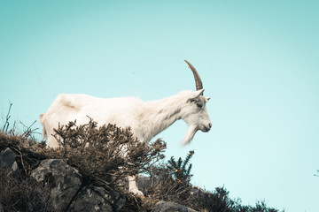 Mountain goat with blue background