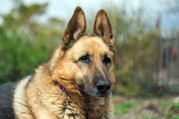german shepherd dog. portrait of dog.
