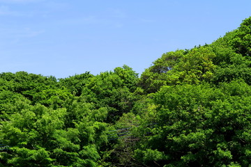 初夏の森風景