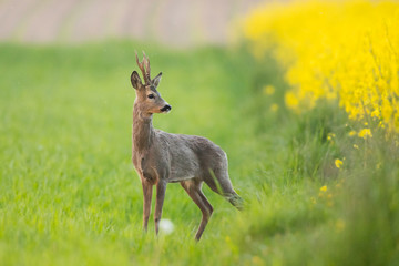 Roebuck - buck (Capreolus capreolus) Roe deer - goat