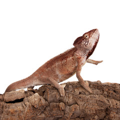 The Oustalets or Malagasy giant chameleon on white