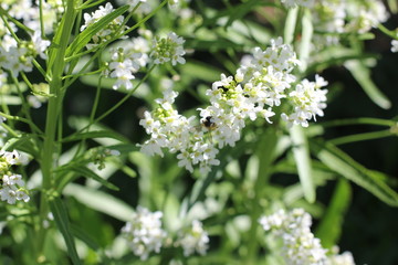 Flowering horseradish plant, color photography