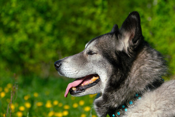 Black-and white husky sits on the grass, with his tongue out, against the field and forest. Sunny day.