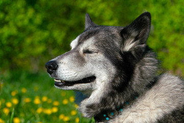 Black and white husky sitting on the grass, on the background of field and forest. Sunny day.