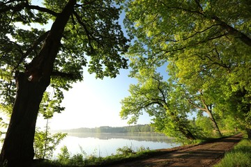 Oaks at the edge of a lake on a spring morning