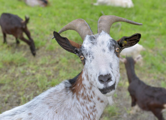 portrait of a  cute alpine goat looking in a livestock