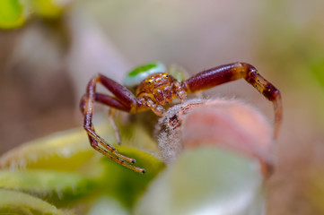 sehr kleine krabbenspinnen auf einem frühling blatt