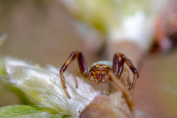 sehr kleine krabbenspinnen auf einem frühling blatt