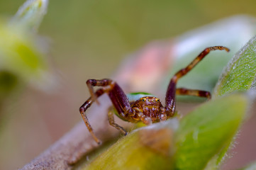 sehr kleine krabbenspinnen auf einem frühling blatt